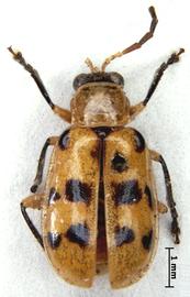              Diabrotica relicta Suffrian, lectotype, male, habitus,   dorsal view       